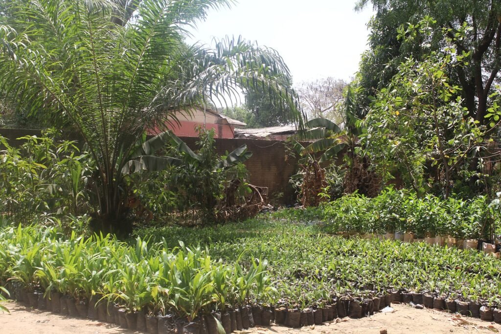 Farmland Investment in Nigeria: How the Yield Model Really Works